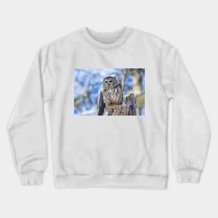 Barred Owl in Winter Crewneck Sweatshirt